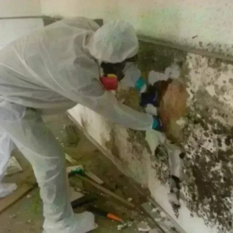 Mold Remediation and Removal in Rock Valley, IA